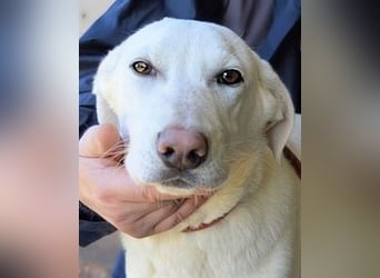 Armindo - aller guten Dinge sind drei