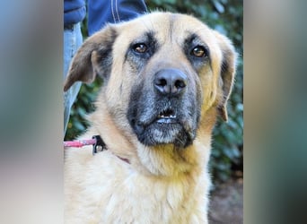 Adhara - Möchte ihre Energie versprühen