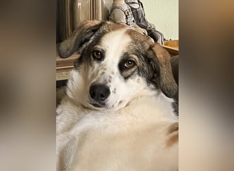 Nelly sucht dich - Groß, liebenswert und voller Herz