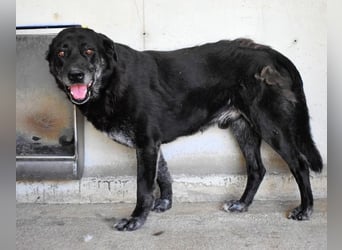 Idrysh - große Hunde werfen lange Schatten