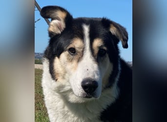 Giangy - Lebens- und Liebesverlängernde Maßnahmen