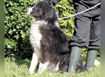 Frasio - Wenn Lebendigkeit zum Verhängnis wird