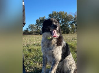 Ray - Zeig mir die Welt außerhalb des Zwingers...