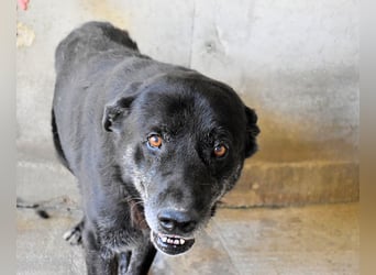 Idrysh - große Hunde werfen lange Schatten