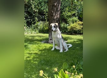 Nelly sucht dich - Groß, liebenswert und voller Herz