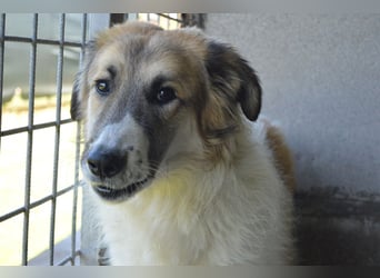 Heraclio - SOS - Wenn die Hoffnung stirbt