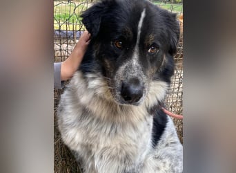 Ray - Zeig mir die Welt außerhalb des Zwingers...