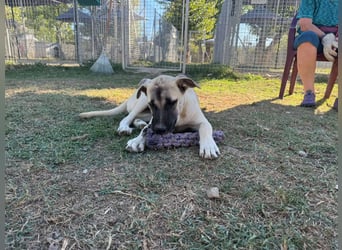 Inga - (Dringend Pflegestelle oder Zuhause gesucht)  Zwei kleine Hunde und ...