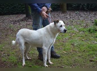 El Fava - hübscher Junge mit braunen Öhrchen