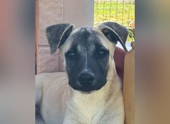 Inga - (Dringend Pflegestelle oder Zuhause gesucht)  Zwei kleine Hunde und ...
