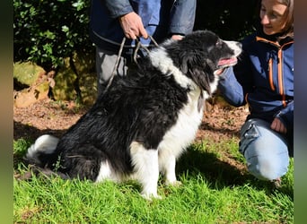 Frasio - Wenn Lebendigkeit zum Verhängnis wird