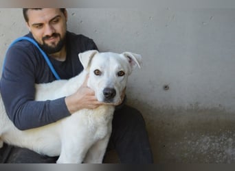 Benoit - SOS - Hellbraune Augen, die sich nach Liebe sehen