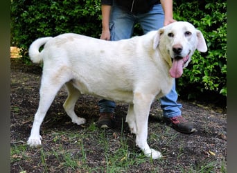 Scoutie - Scoutie hat Fernweh nach Liebe