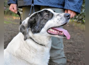 Archie - Die Hoffnung stirbt zuletzt