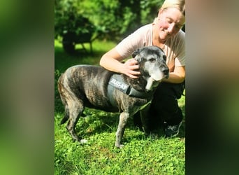 Ohara - NOTFALL -Wenn man ganz allein zurückbleibt