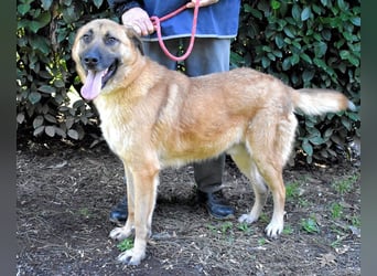 Anthaniel - Groß genug für "Wow" - zu charmant für "Weiter".