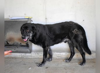 Idrysh - große Hunde werfen lange Schatten