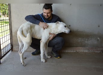 Benoit - NOTFALL - Hellbraune Augen, die sich nach Liebe sehen
