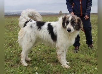 Poncio - wird zum Musterschüler