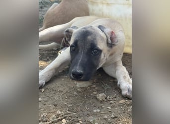 Inga - (Dringend Pflegestelle oder Zuhause gesucht)  Zwei kleine Hunde und ...