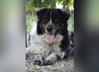 Ray - Zeig mir die Welt außerhalb des Zwingers...