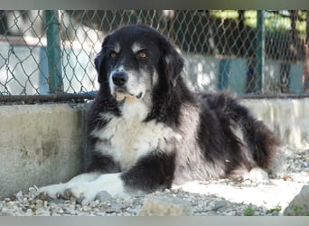 Kuno - Ein Ende in Sicht?