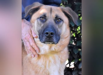 Anthaniel - Groß genug für "Wow" - zu charmant für "Weiter".