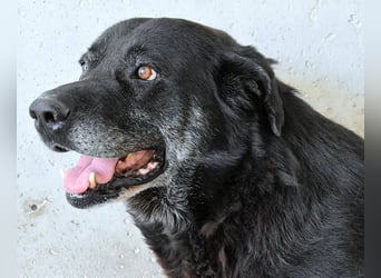 Idrysh - große Hunde werfen lange Schatten