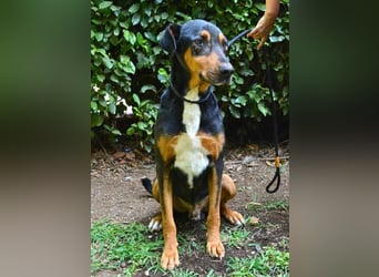 Sorley - NOTFALL- Das kleine Licht