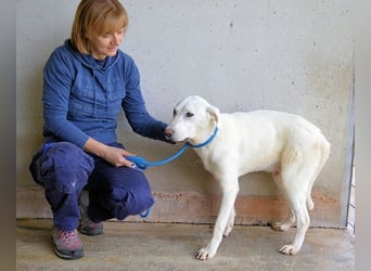 Armindo - aller guten Dinge sind drei