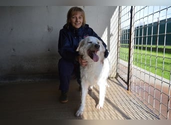 Gualter - und der staubige, unsichtbare Koffer