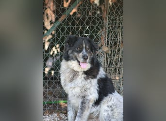 Ray - Zeig mir die Welt außerhalb des Zwingers...