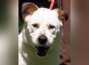 El Fava - hübscher Junge mit braunen Öhrchen