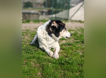 Giangy - Lebens- und Liebesverlängernde Maßnahmen