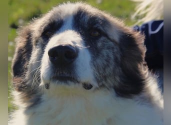 Poncio - wird zum Musterschüler