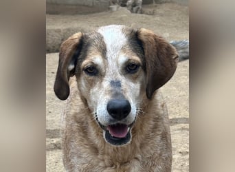 AFRICA - eine absolute Traumhündin!!!