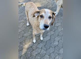 AFRICA - eine absolute Traumhündin!!!