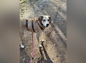 AFRICA - eine absolute Traumhündin!!!