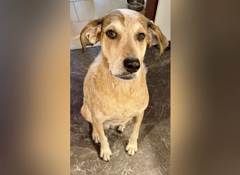 AFRICA - eine absolute Traumhündin!!!