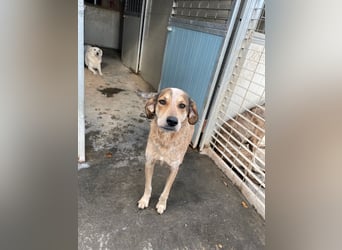 AFRICA - eine absolute Traumhündin!!!