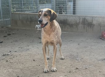 AFRICA - eine absolute Traumhündin!!!