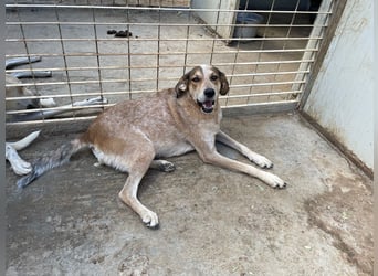 AFRICA - eine absolute Traumhündin!!!