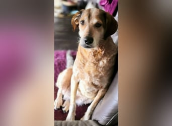 AFRICA - eine absolute Traumhündin!!!