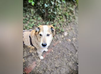 AFRICA - eine absolute Traumhündin!!!