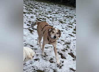 AFRICA - eine absolute Traumhündin!!!