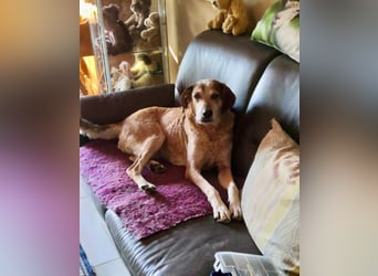 AFRICA - eine absolute Traumhündin!!!