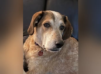 AFRICA - eine absolute Traumhündin!!!