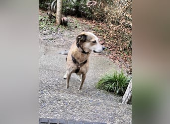 AFRICA - eine absolute Traumhündin!!!