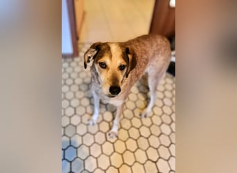 AFRICA - eine absolute Traumhündin!!!