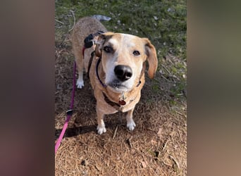 AFRICA - eine absolute Traumhündin!!!